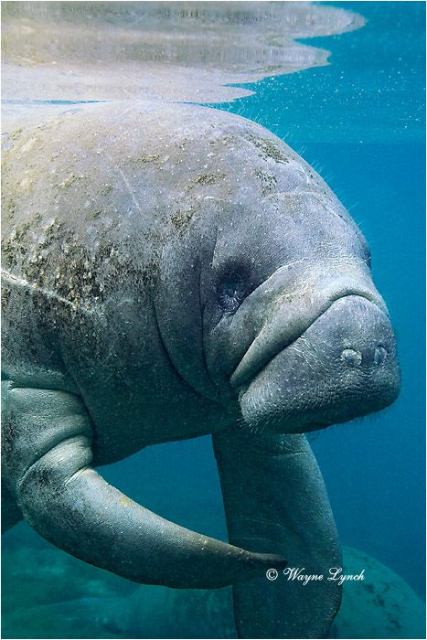Florida Manatee 105 by Dr. Wayne Lynch &copy;